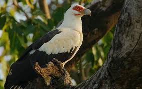 Fathalapark Senegal Prachtige vogels