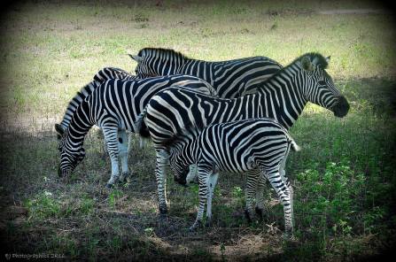 Fathalapark Senegal zebras