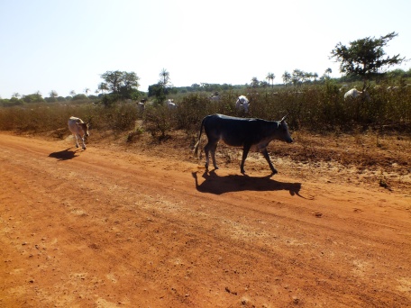 Binnenland van Gambia waar koeien los op de weg lopen