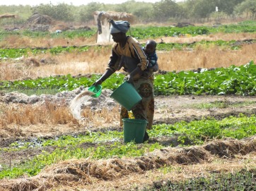 Vrouwen bewerken en onderhouden de groentetuin door water te sproeien